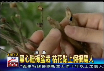 黑心臘梅盆栽　枯花黏上假根騙人