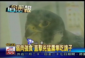 弱肉強食 直擊兇猛鷹隼吃鴿子