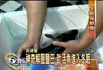 冬眠保鮮超神奇 魚兒活跳跳