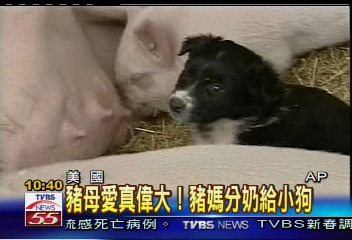 發揮母愛 豬媽媽哺乳也餵狗寶寶