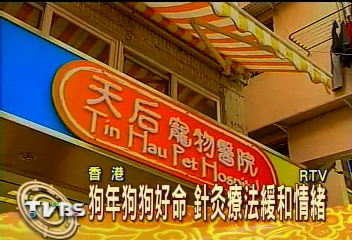 寵物另類療法　狗狗針灸可治失眠
