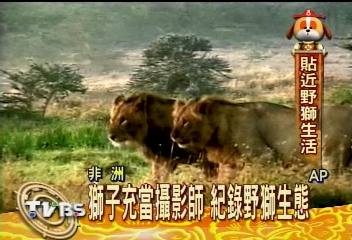 獅子充當攝影師 紀錄野獅生態