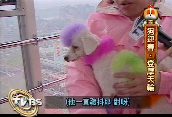 狗狗造型大賽 第一名搭摩天輪