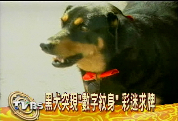 黑犬突現「數字紋身」 彩迷求牌