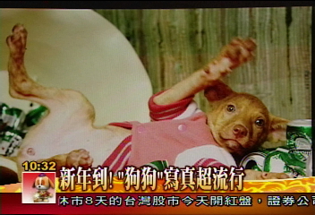 狗狗「賀歲片」 喜氣洋洋年味濃