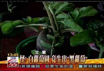 怪！白蘿蔔園　竟生出「黑蘿蔔」