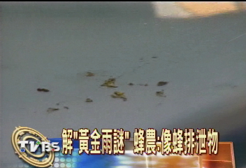 解「黃金雨謎」 蜂農:像蜂排泄物