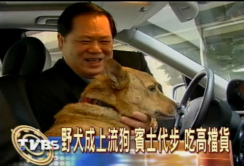野犬成上流狗 賓士代步 吃高檔貨