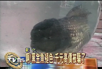 啊！黑金魚褪色　千元高價賠慘了
