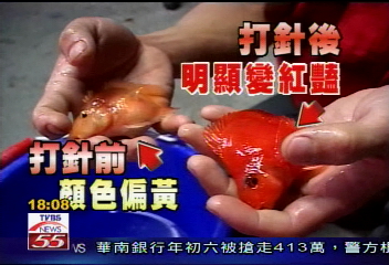 紅龍、錦鯉、高檔魚 染色變變變