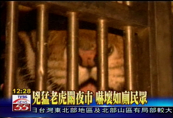 7隻棄養老虎 業者遷移樹林