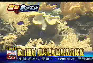 海生館活體珊瑚展示缸 全球之最