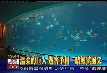 溫柔的巨人 遊客爭相一賭鯨鯊風采