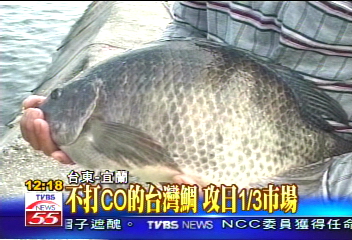 〈獨家〉不打氣的　很爭氣！台灣鯛銷日紅