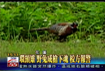 校園變獵地?非法獵殺「環頸雉」