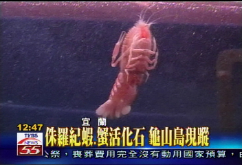 侏羅紀蝦、蟹活化石　龜山島現蹤