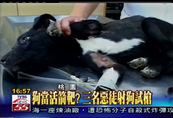 狗當活箭靶? 三名惡徒射狗試槍
