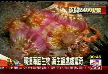 花園鰻進食　修長身軀難得一見