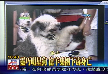 〈獨家〉靈巧明星狗　搶羊集團下毒身亡