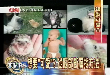 想要「可愛」？　從腦部斷層找方法！