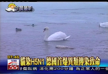 禽流感病毒突變？德貓咪染病死亡