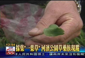 採集「一葉草」　 河濱公園草藥族現蹤