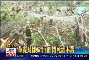 「華麗長腳蛛」巨網　專家：不可思議