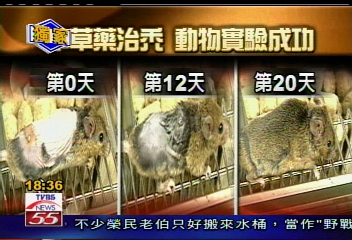 長庚：人蔘、細辛根治禿　12天長細毛！