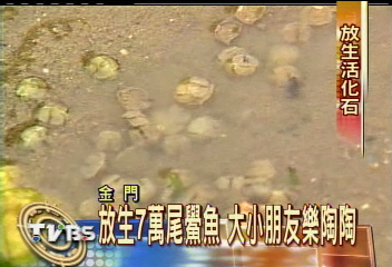 放生7萬尾鱟魚　大小朋友樂陶陶