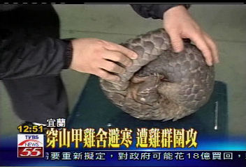 穿山甲雞舍避寒　遭雞群圍攻