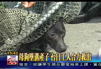 救狗情緣 台日聯手救母狗3幼犬