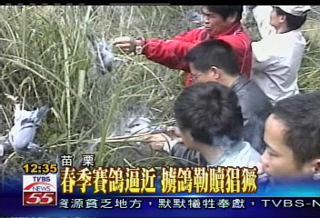 春季賽鴿逼近　擄鴿勒贖猖獗