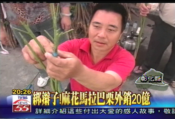 綁辮子！　麻花馬拉巴栗外銷20億