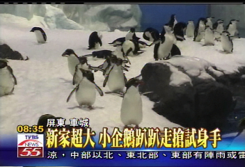 空陸接駁　海生館迎接新品種企鵝