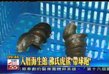 入厝海生館 佛氏虎鯊「帶球跑」