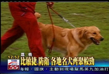 世界名犬選拔！選出台灣狗明星