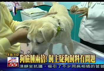 〈獨家〉狗臉腫2倍！　飼主疑狗飼料有問題