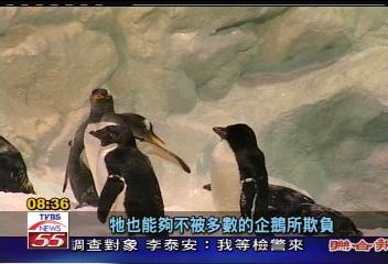 企鵝拼泳技 圓滾身材水中蛟龍