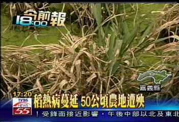 稻熱病蔓延 50公頃農地遭殃