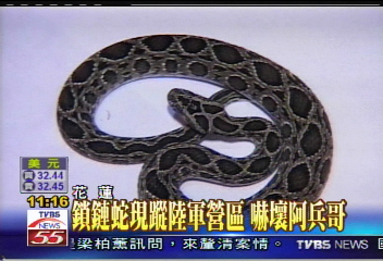 鎖鏈蛇現蹤陸軍營區　嚇壞阿兵哥