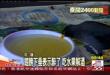 八哥鳥貪杯！　愛喝酒不愛說話