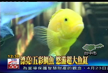 漂亮!五彩鯛魚悠游超大魚缸