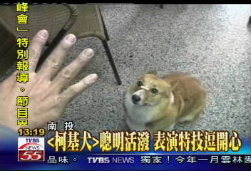 「柯基犬」聰明活潑 表演特技逗開心