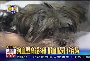 血液寄生蟲蔓延　狗輸血需求遽增