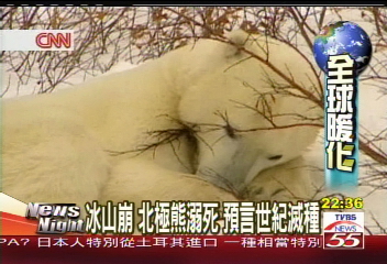 冰山崩！北極熊溺死　預言世紀滅種