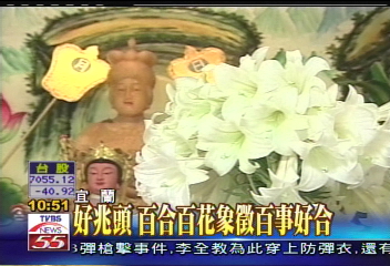 突變鐵砲百合　一株開出近百朵花