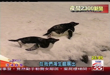 屏東新地標 大王魷魚照亮海平線