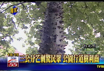 〈獨家〉長得像「狼牙棒」的樹！　長滿尖刺