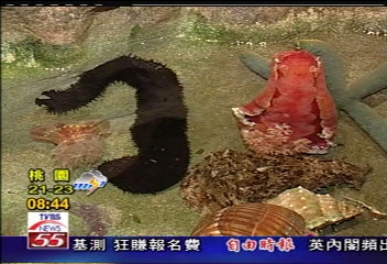 回饋社會　公益團體免費參觀海生館