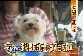 〈獨家〉張貼尋狗啟示　心急飼主吃罰單
